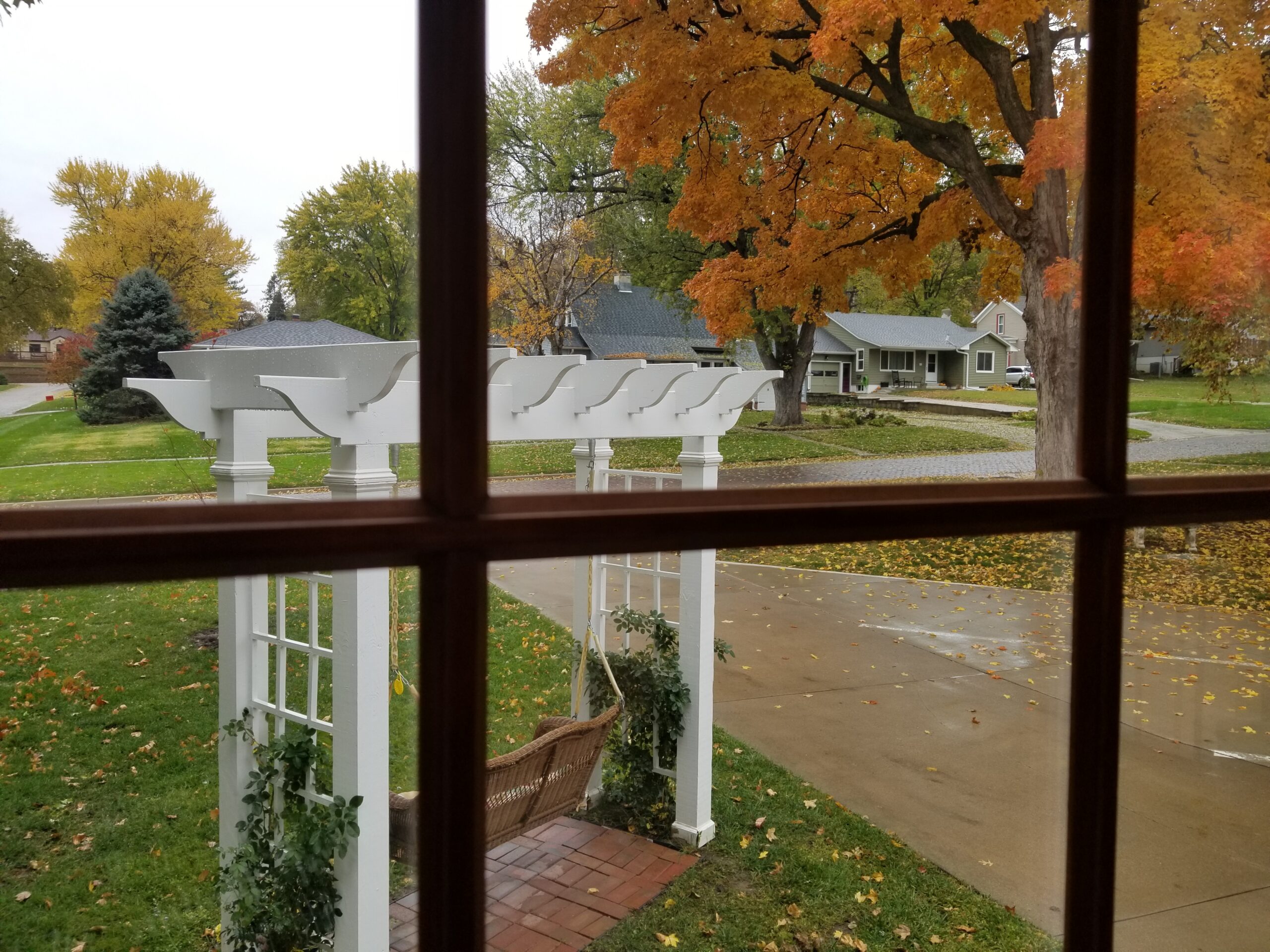 Picture of purple flowers.